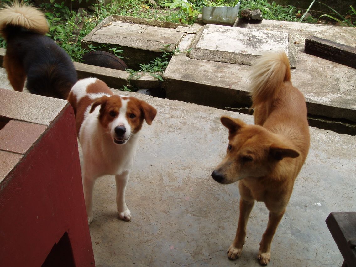 Grandma's doggie troupe
You can see Grumpy Dog at the back left as well - they're really grumpy and refused to let me take a picture of them >O

