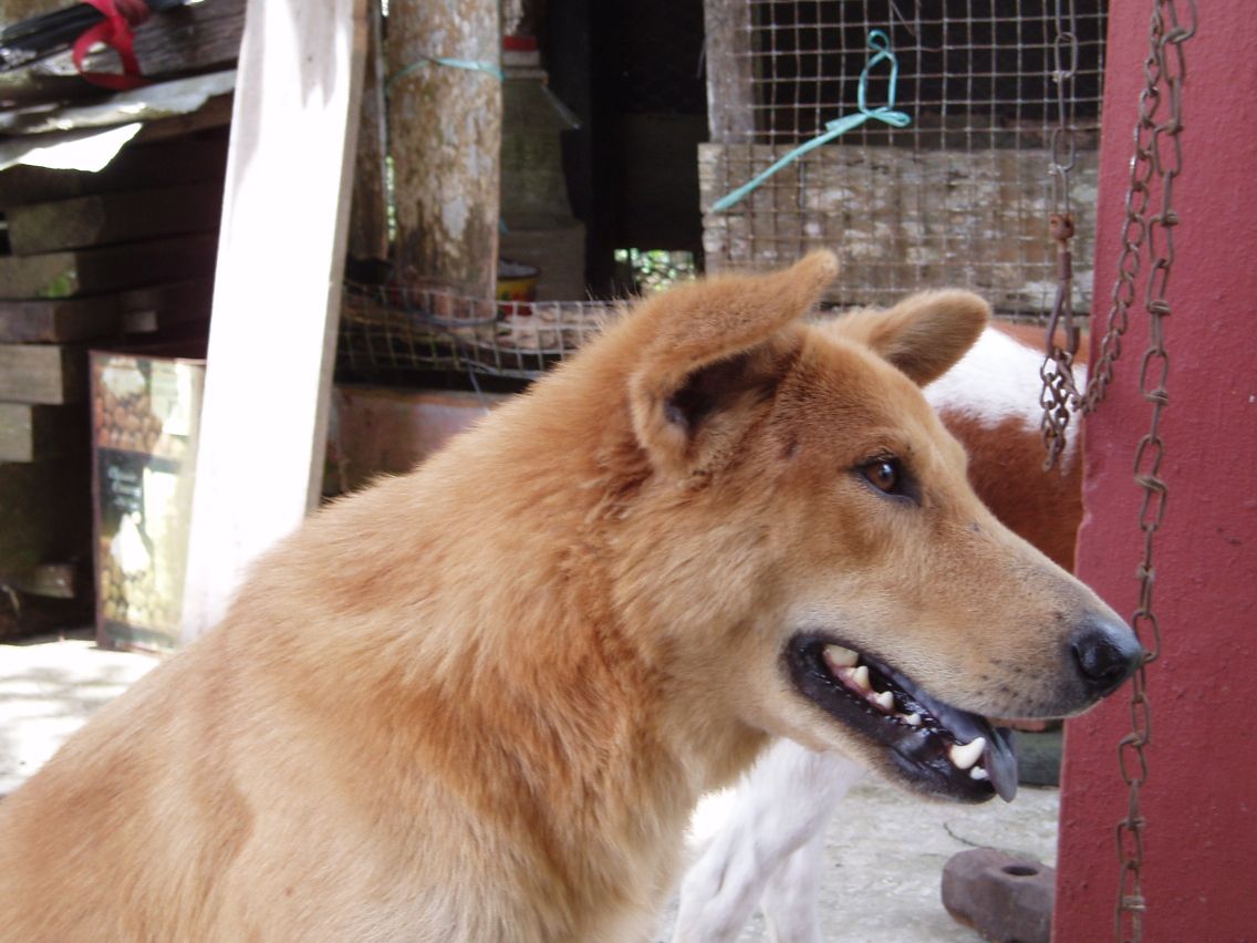 Grandma's cute doggie
