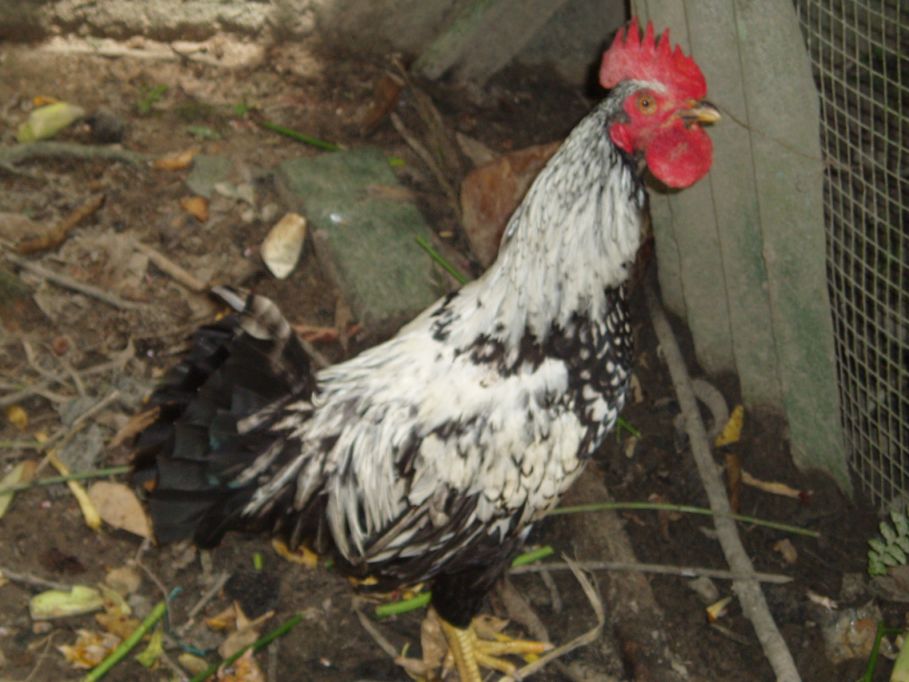 Chicken!
Or rooster... very good at getting you up at 6am, though I prefer Heart FM...
