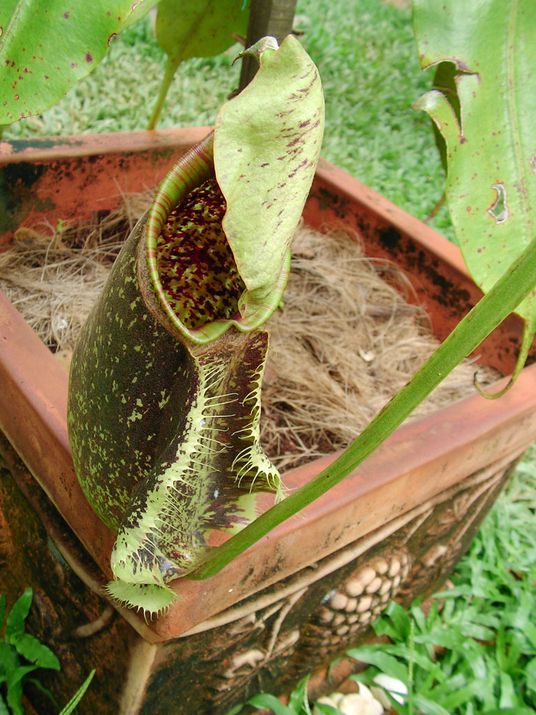 Evil Pitcher Plant
