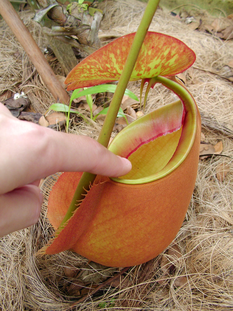 Big Pitcher Plant
