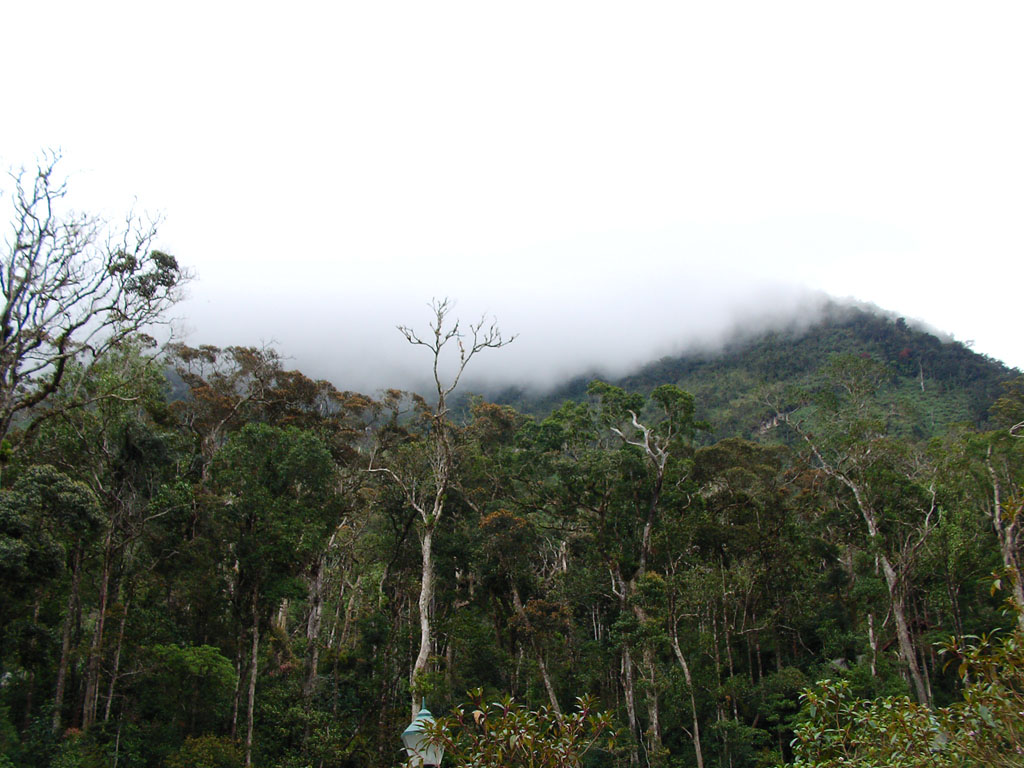 A view up the mountain
