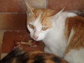 Filename=P1010053.JPG
Filesize=142KiB
Dimensions=1136x852
Date added=Dec 12, 2005 P1010053.JPG